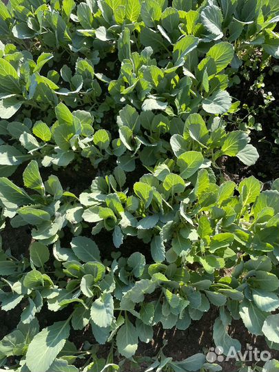 Рассада овощей