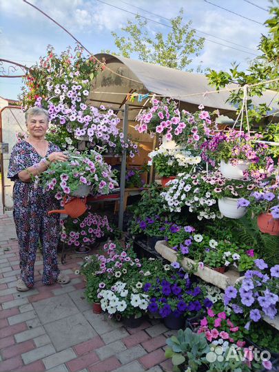 Петуния ампельная