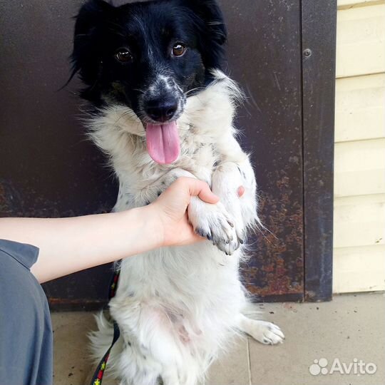 Добрая собака