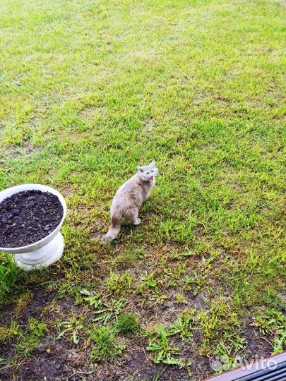 Отдам кошку в добрые руки