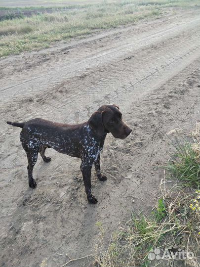 Курцхаар вязка