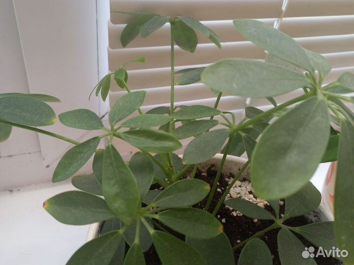 Шефлера срез макушки