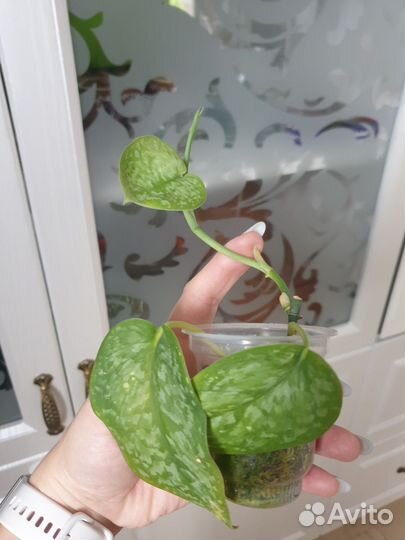 Сциндапсус сильвер сплеш