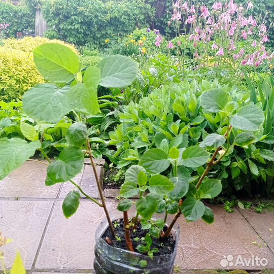 Гортензия анабель