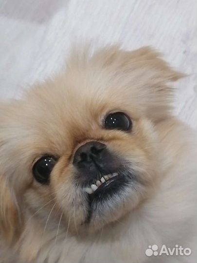 Вязка пекинес