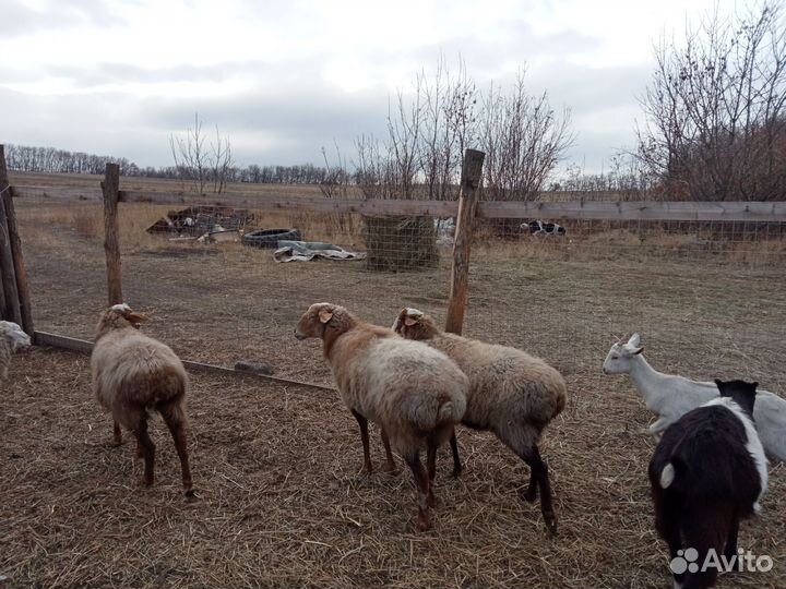 Овцы бараны
