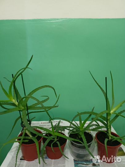 Алоэ лечебный