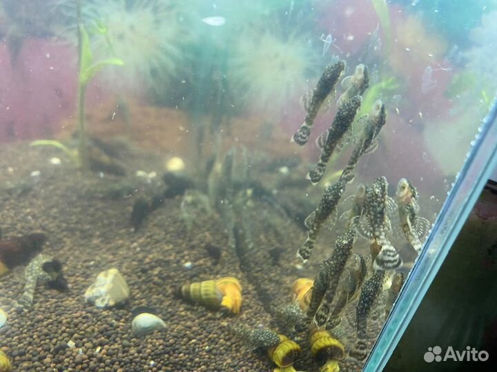 Сомики анциструсы