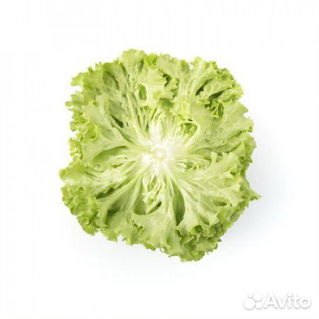 Семена Салата 