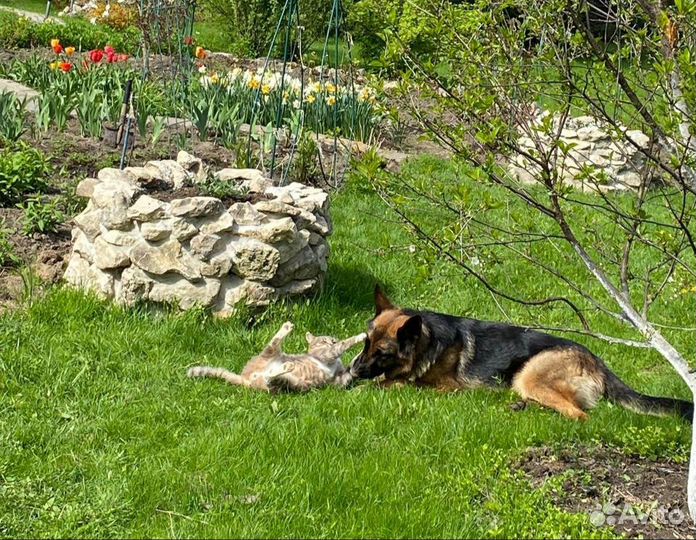 Помощник по хозяйству