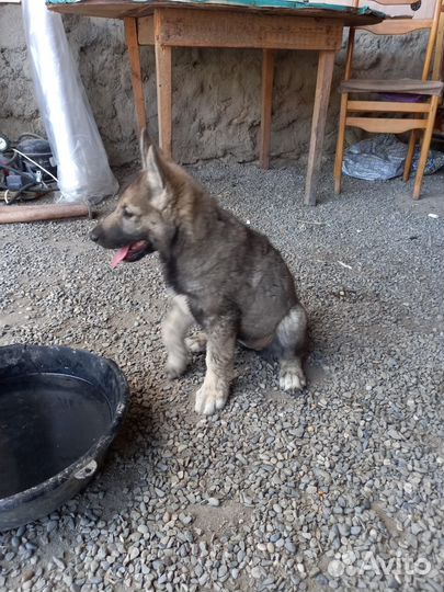 Щенки западно сибирской лайки