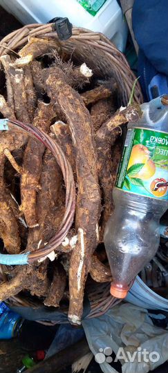 Корень хрена