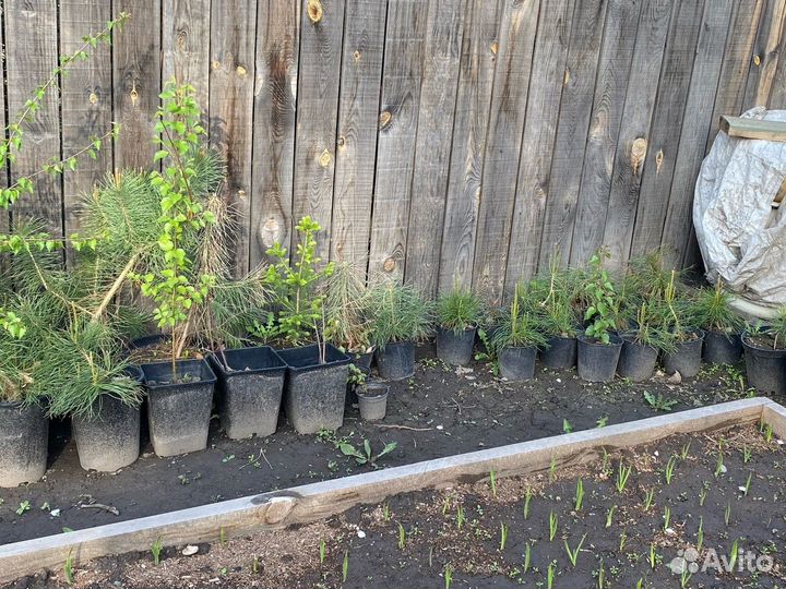 Береза, сосна, ель, кедр