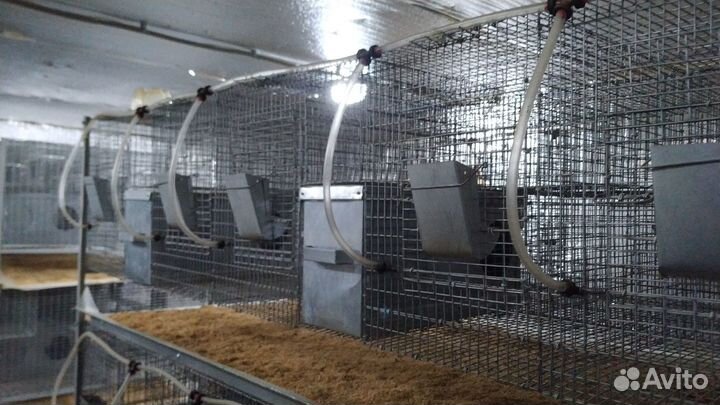 Шиншилловая ферма