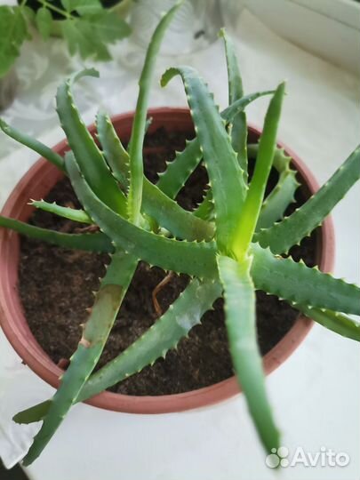 Комнатные цветы алоэ