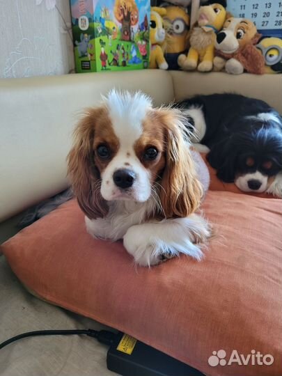 Передержка кавалер Кинг Чарльз спаниель
