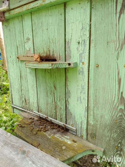 Пчелосемьи с ульями