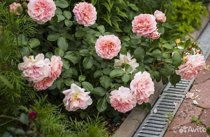 Саженцы розы Зангерхаузен Юбиляумсрозе