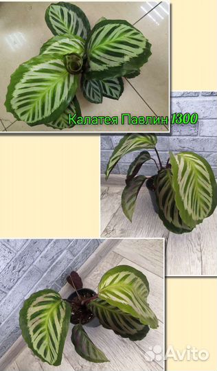 Калатея Розеопикта Дотти и Павлин