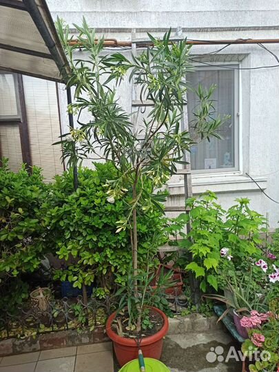 Белый олеандр