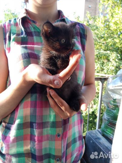 Котята отдам бесплатно