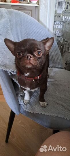 Вязка кобель чихуахуа