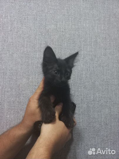 Котята в добрые руки бесплатно