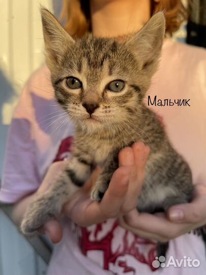 Отдам брошенных котят в добрые руки метисы