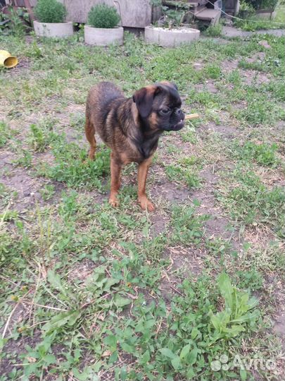 Пти брабансон