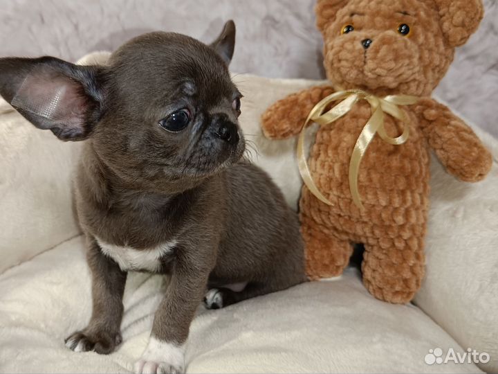 Чихуахуа мальчик