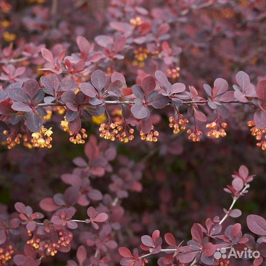 Барбарисы бордовый, лайм, желтый, зеленый и др