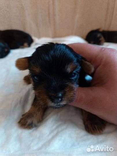 Йоркширский терьер мини щеночки