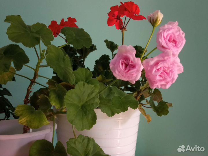 Пеларгония герань