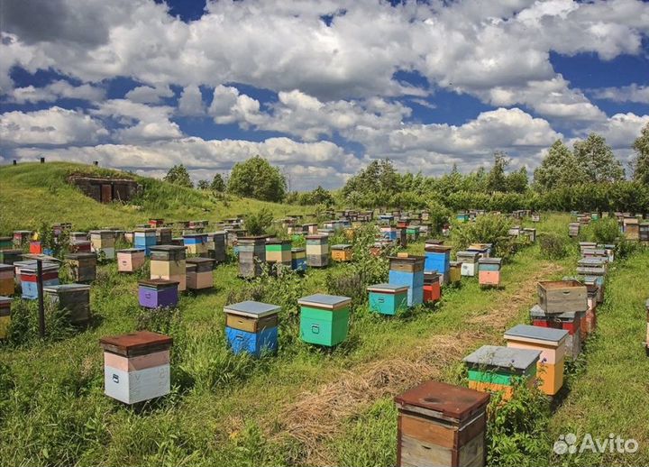 2024 Мед натуральный алтайский оптом