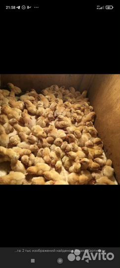 Перепелки суточные