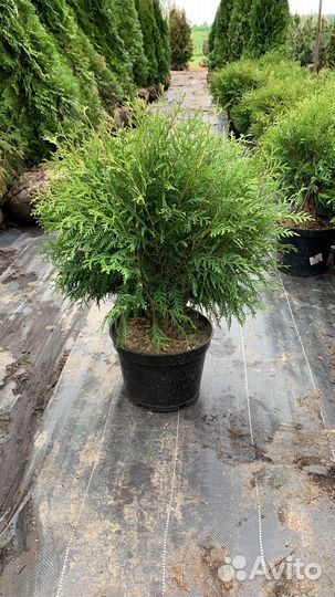 Туя Вудварди 60-80см