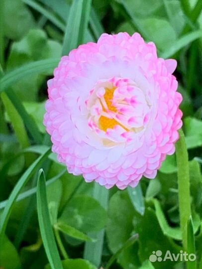 Маргаритки