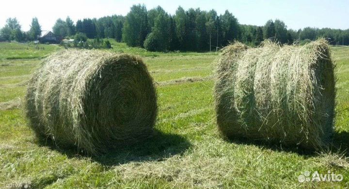 Сено в рулонах