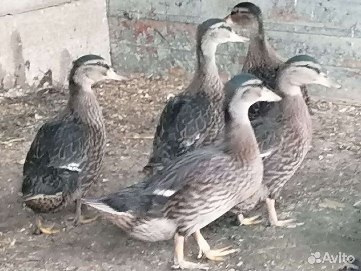 Утки подсадные для охоты