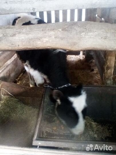 Бычки на откорм