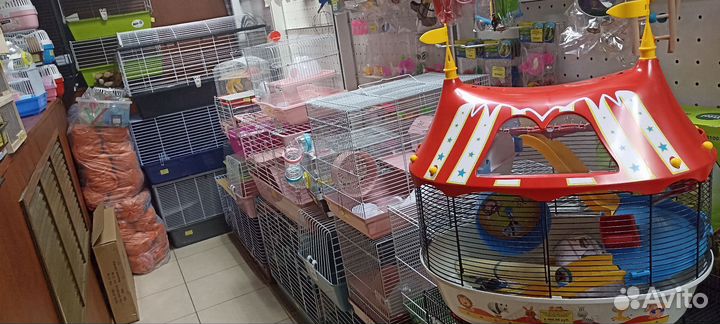 Морская свинка Скинни