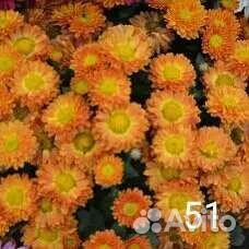Хризантема мультифлора