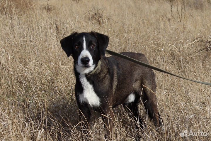 Собака 2года. Мальчик, совсем еще щенок