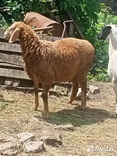 Овцы Дорпер и Гиссар