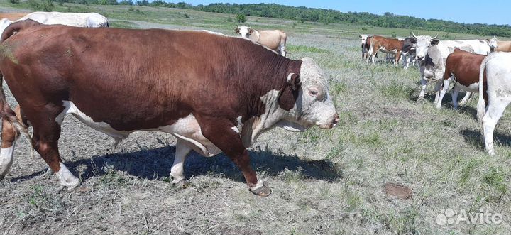 Продам быка