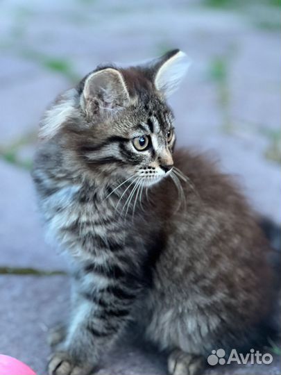 Котята в добрые руки бесплатно