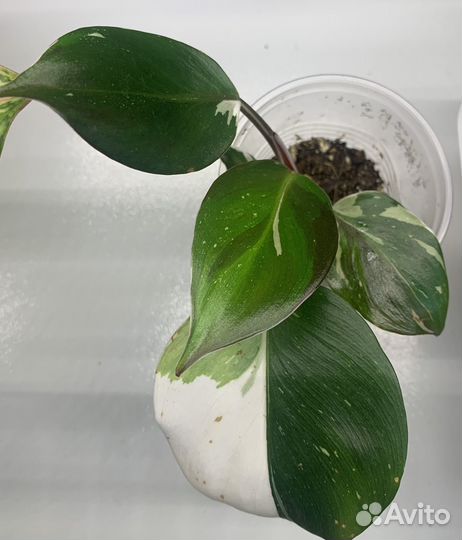 Филодендроны