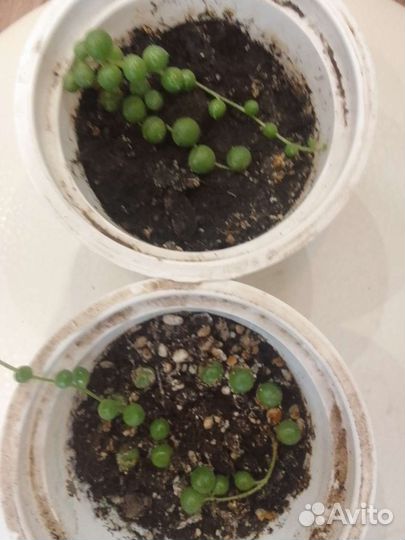 Крестовник Роули. Есть растения побольше