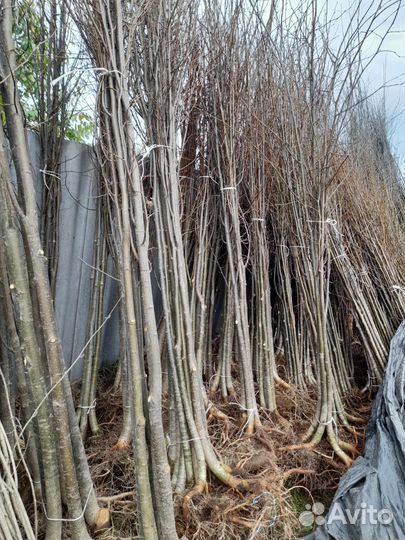 Саженцы липы