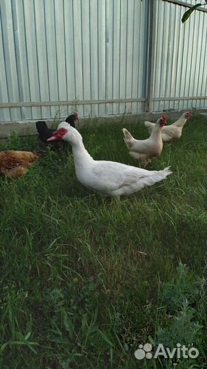 Утки муларды